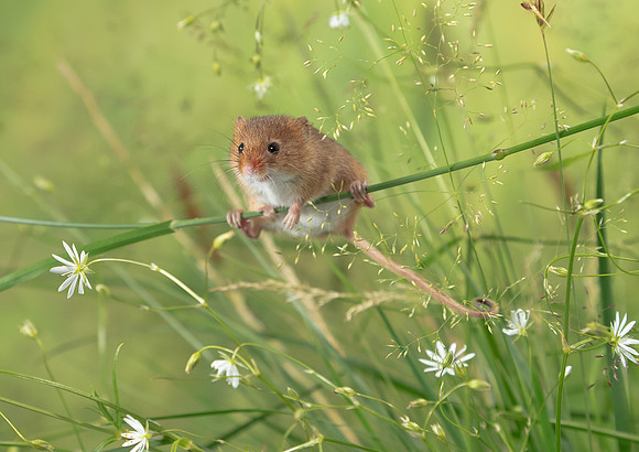 Harvest Mouse