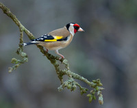 Goldfinch