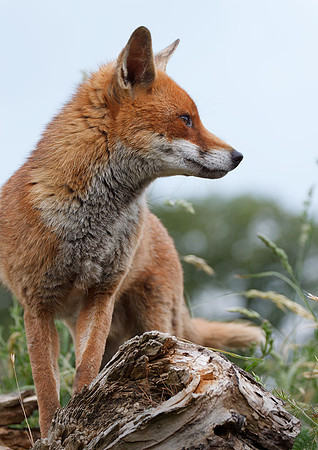 Fox