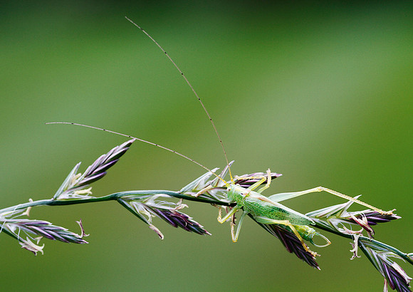 Cricket