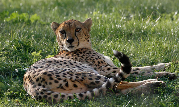 Cheetah