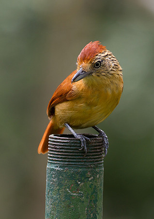 Barred Antshrike