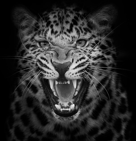 Leopard