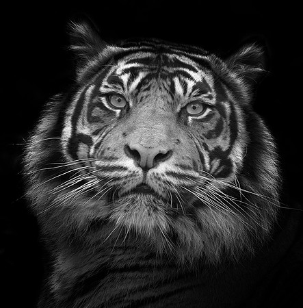 Sumatran Tiger