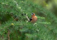 Chaffinch
