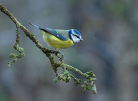 Blue Tit