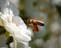 Bee
