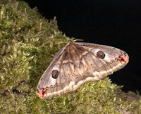 Emperor Moth