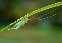 Cricket