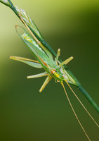 Cricket