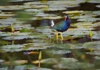 Gallinule