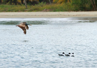 Pelican