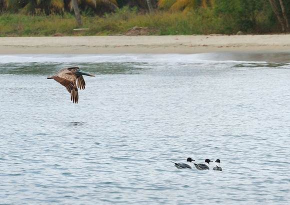 Pelican