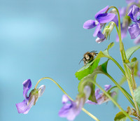 Red Mason Bee