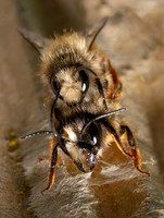 Red Mason Bee