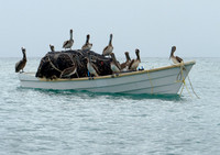 Pelican