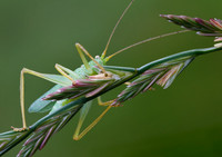 Cricket