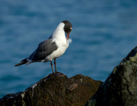 Gull