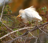 Egret