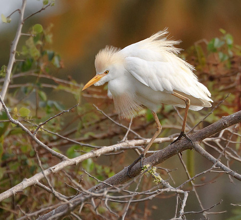 Egret