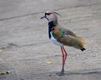 Lapwing