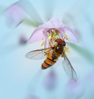 Hoverfly