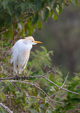 Egret