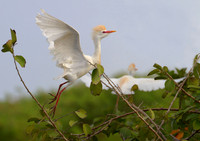 Egret