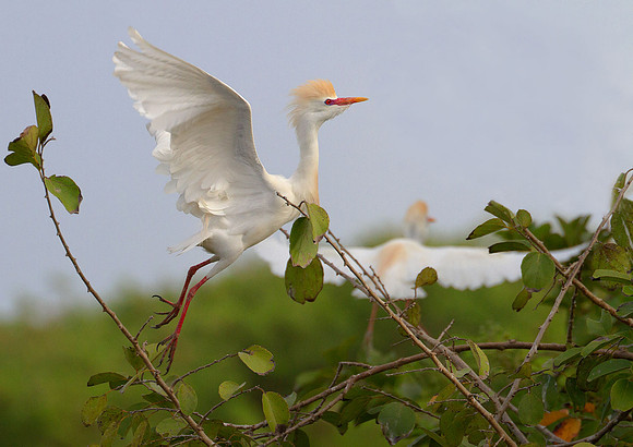 Egret