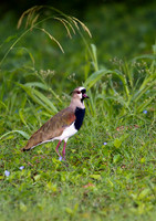 Lapwing