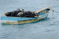 Pelican