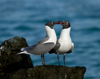 Gulls