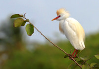 Egret
