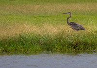 Heron