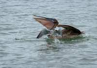 Pelican