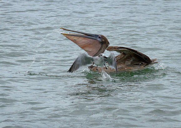 Pelican