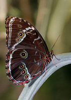 Achilles Morpho