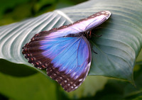 Blue Morpho