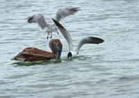 Pelican