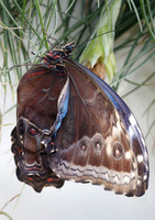 Blue Morpho