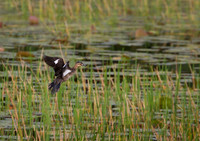 Masked Duck