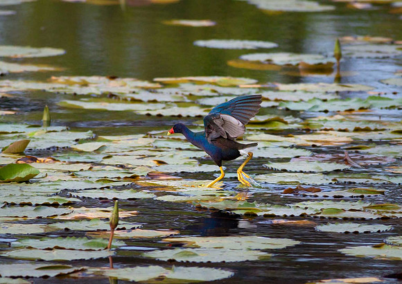 Gallinule