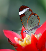 Clear Wing