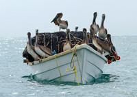 Pelican