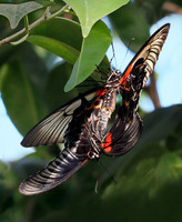 Scarlet Swallowtails mating