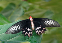 Atrophaneura semperi