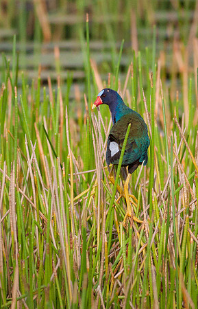Gallinule