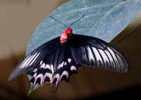 Atrophaneura semperi