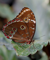 Achilles Morpho