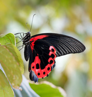Scarlet Swallowtail